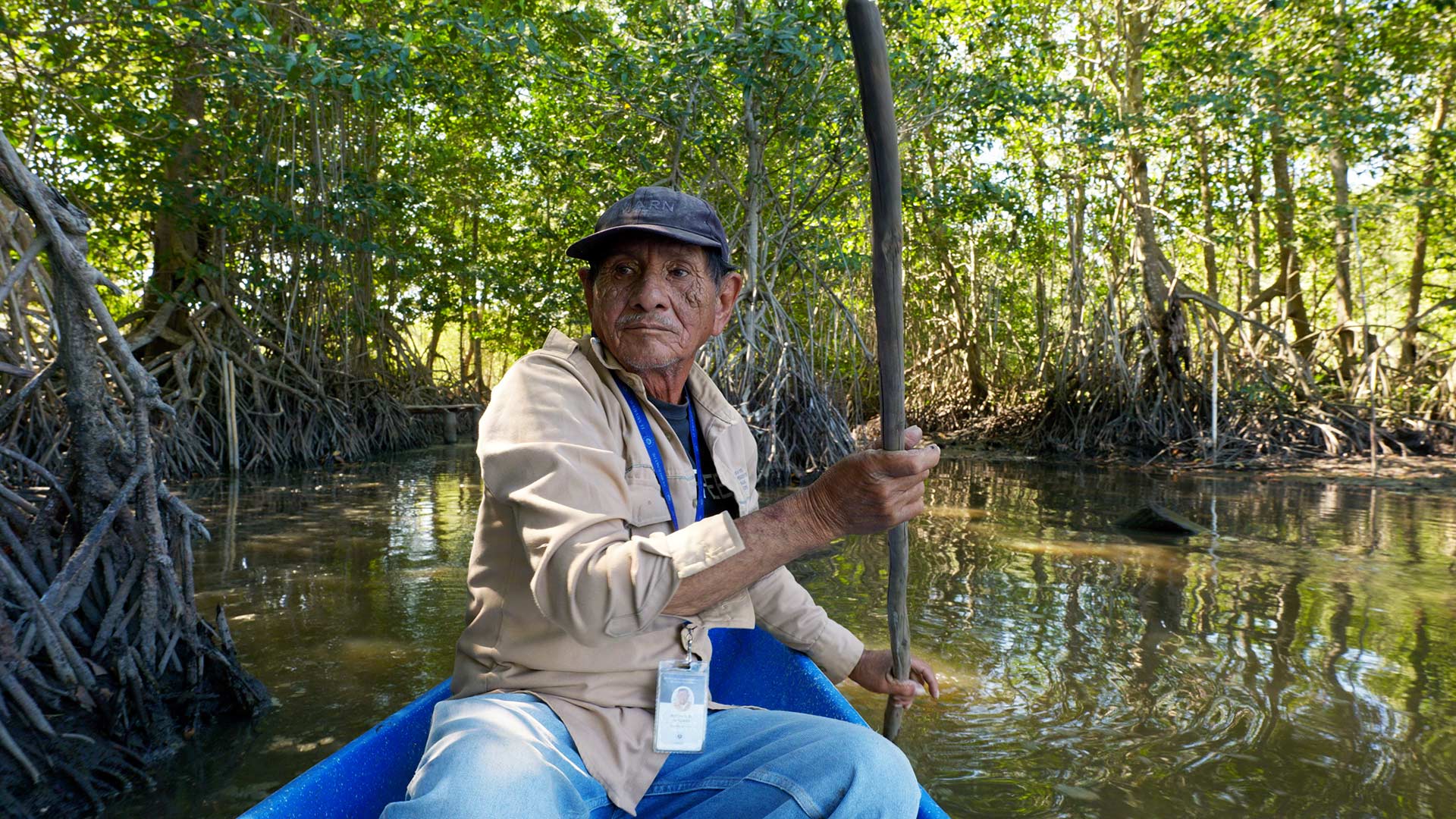 Return of the Mangroves