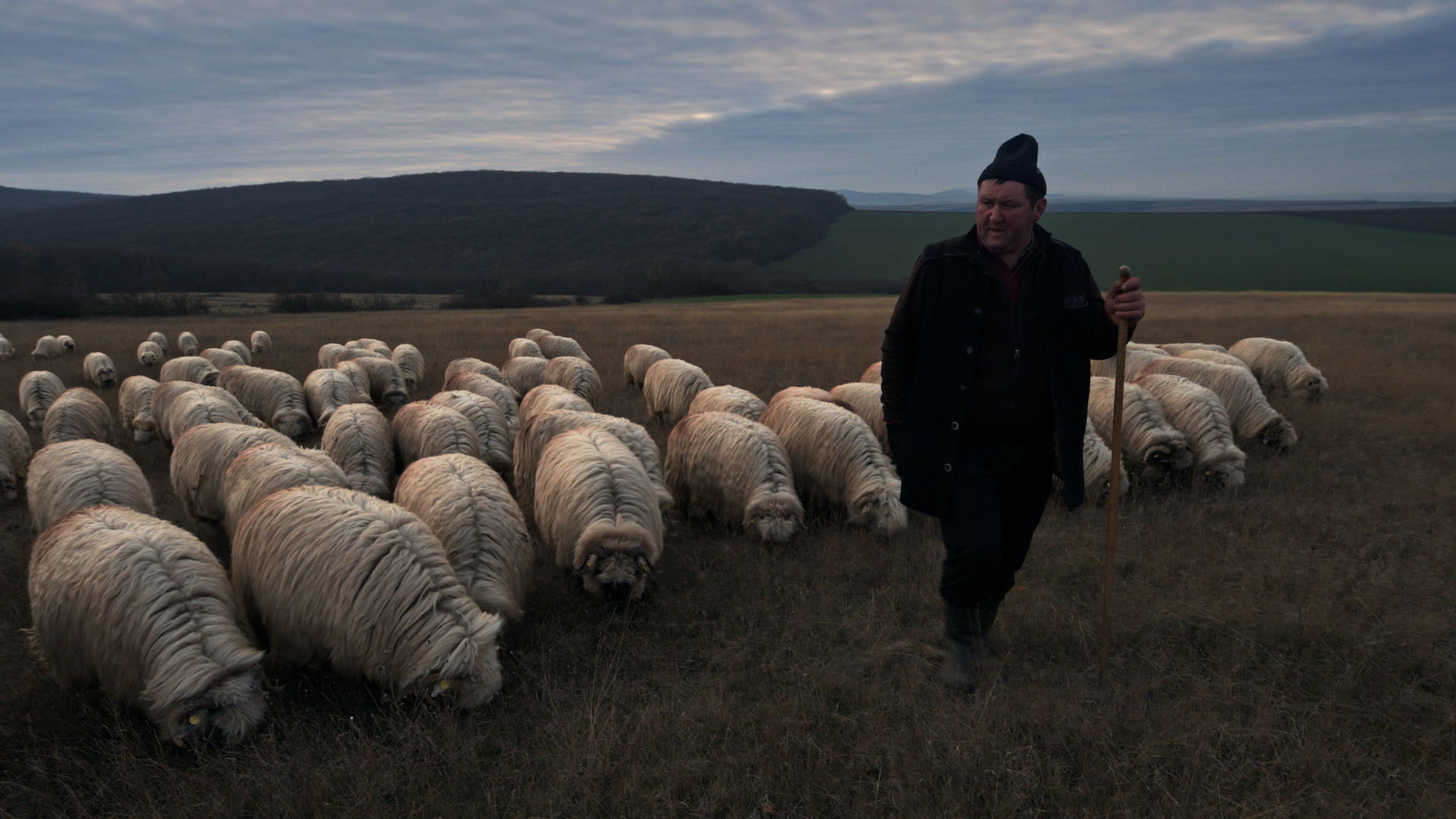 Wool Man Sheep